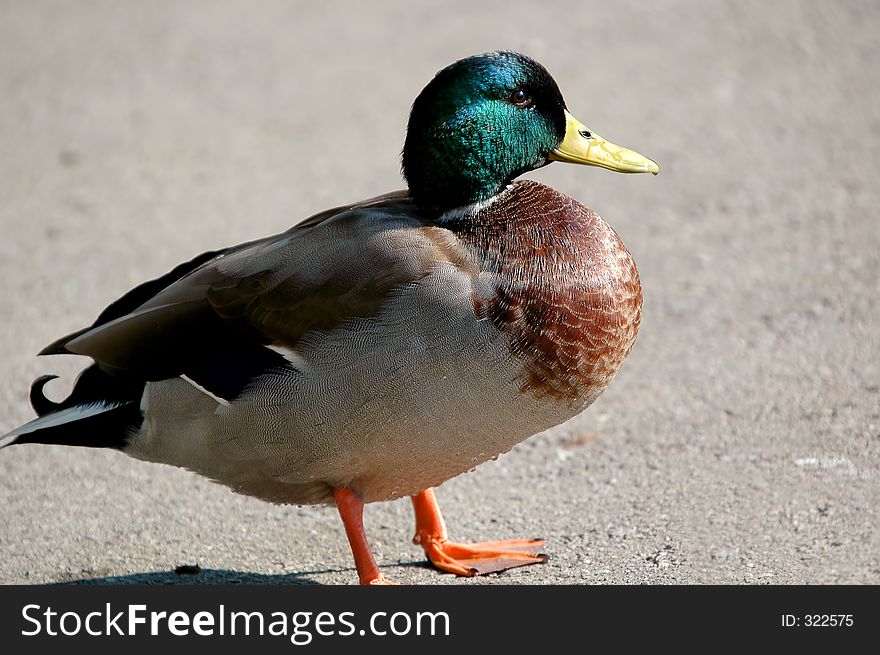 Duck Mallard 4