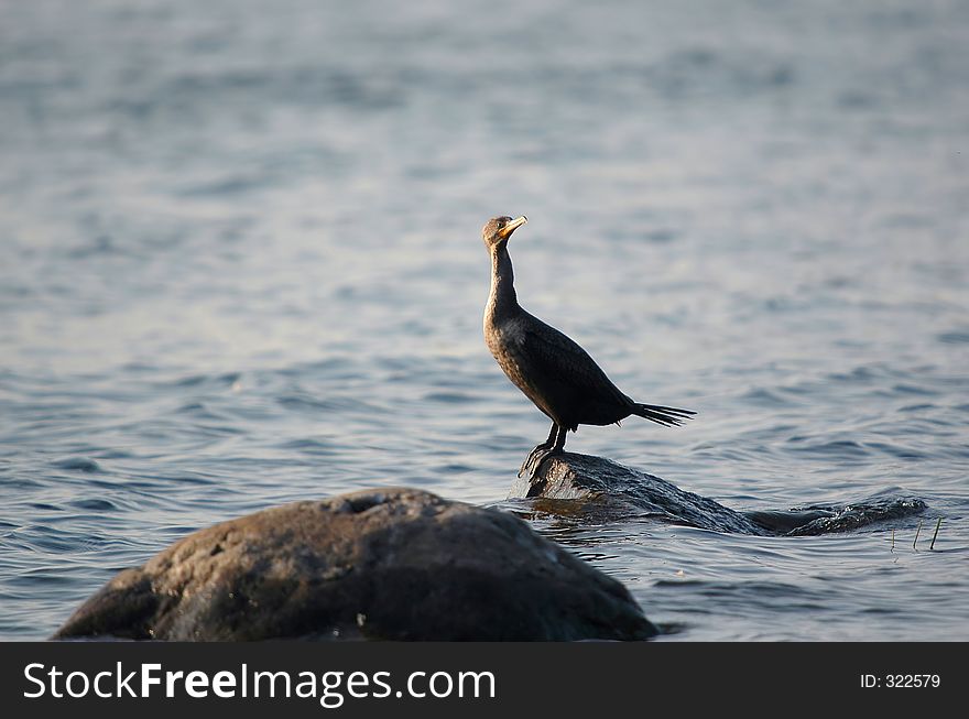 Cormorant On Rock 2