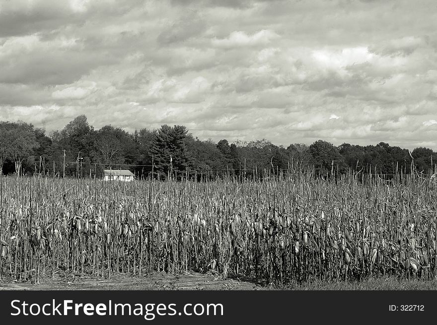 Sepia black and white cornfield. Sepia black and white cornfield
