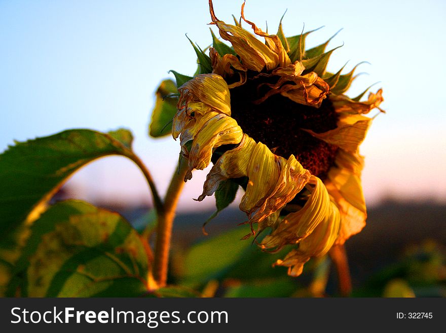 Old sunflower