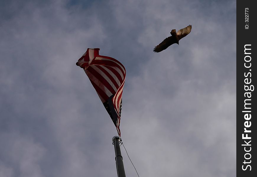 Flag with big bird soaring past. Flag with big bird soaring past.