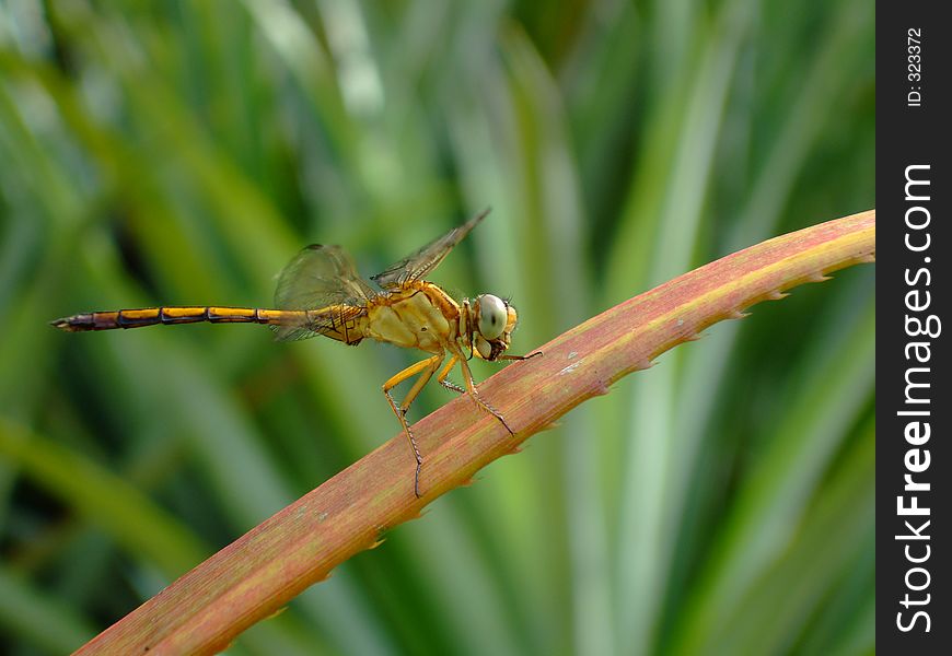 Dragonfly resting on a leaf, with focus on the body, head and legs