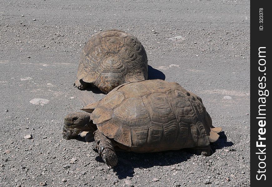 Two turtles walking. Two turtles walking