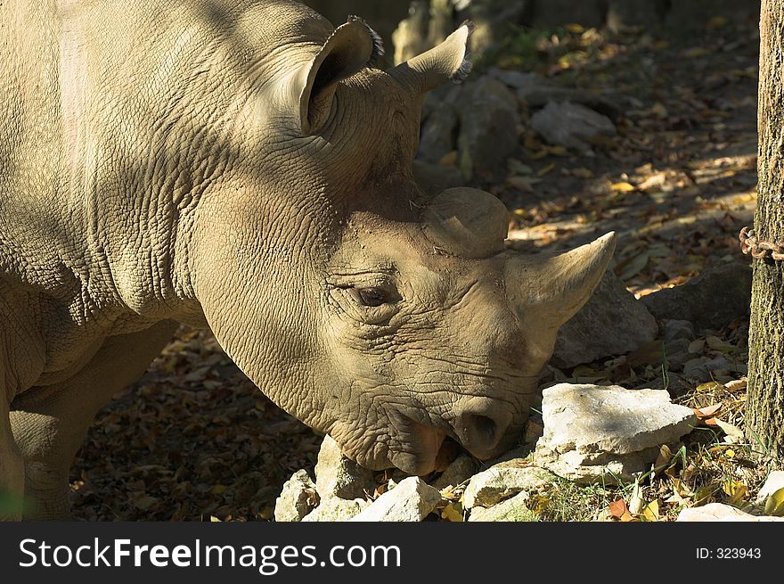 Rhinoceros Grazing