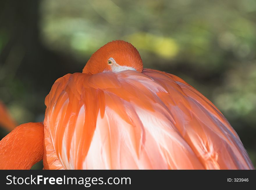 A flamingo playing peek-a-boo. A flamingo playing peek-a-boo
