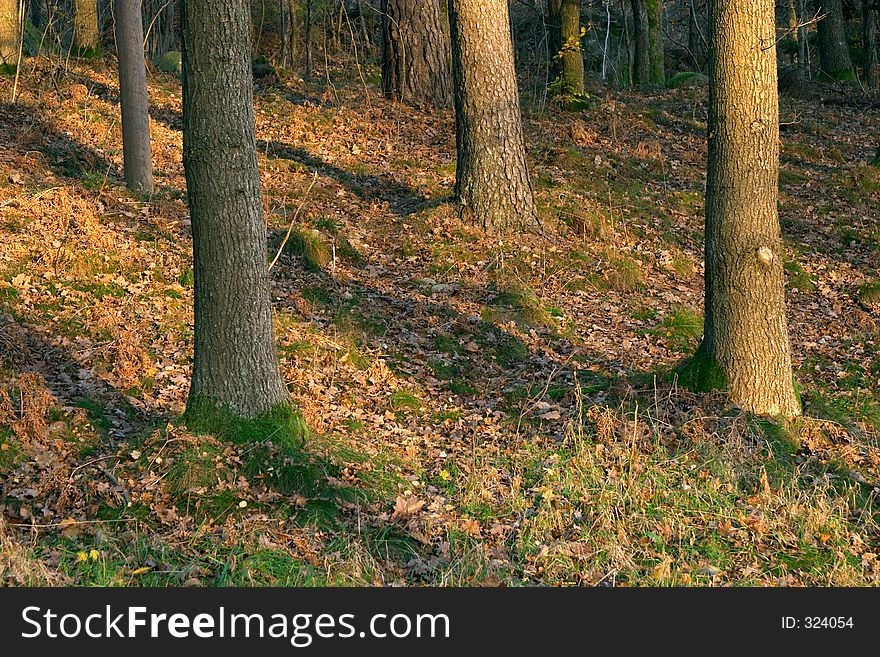 Autumn wood at sunset, Gï¿½teborg, Sweden