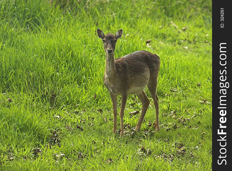 Deer in a small meadow