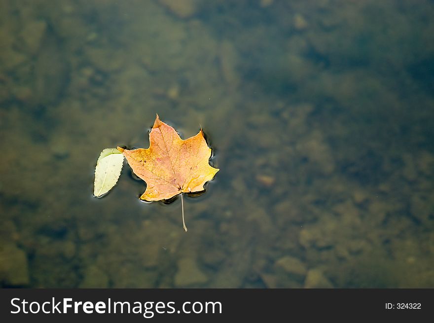 A leaf floats on the surface of a clear lake. A leaf floats on the surface of a clear lake