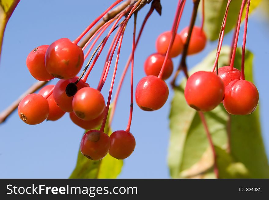 A larger goupr of red berries framed against a blue sky