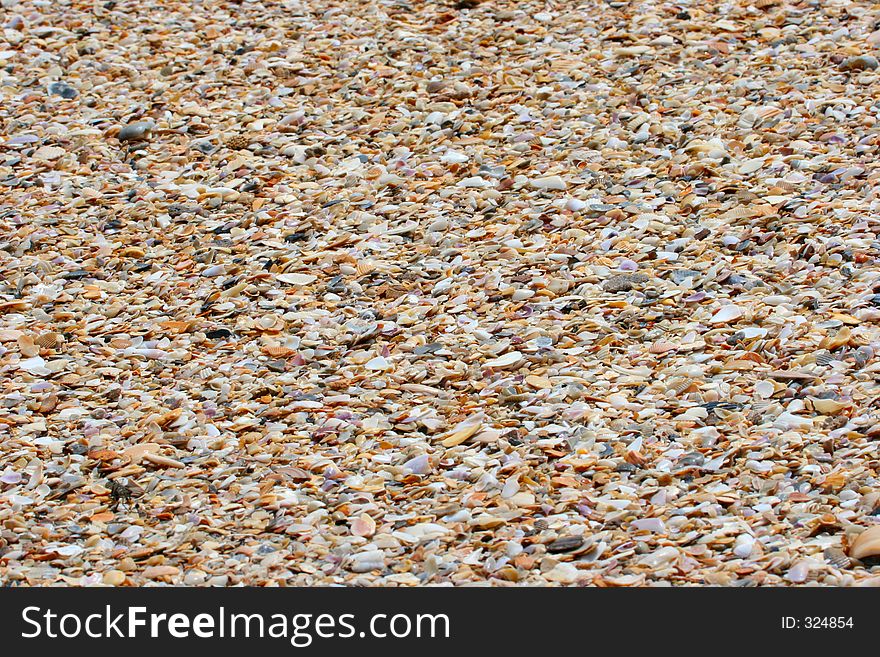 Sea Shells by the Sea Shore