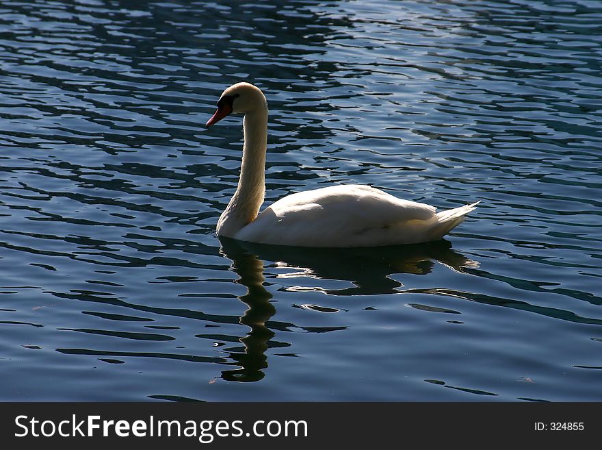 White Mute Swan. White Mute Swan