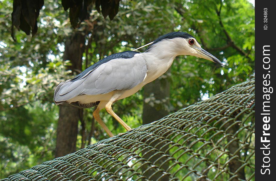 A bird outside zoo cage. A bird outside zoo cage