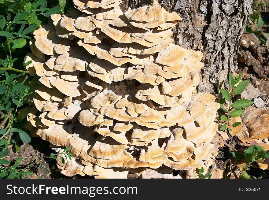 Wood mushroom, close-up