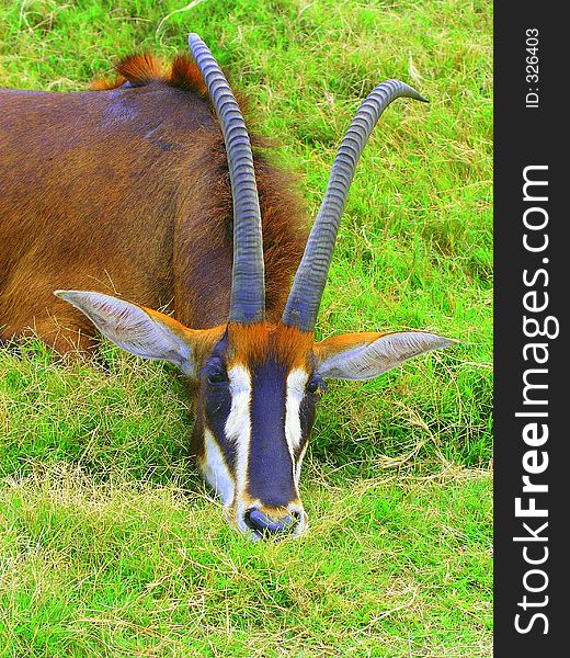 Antelope Mope