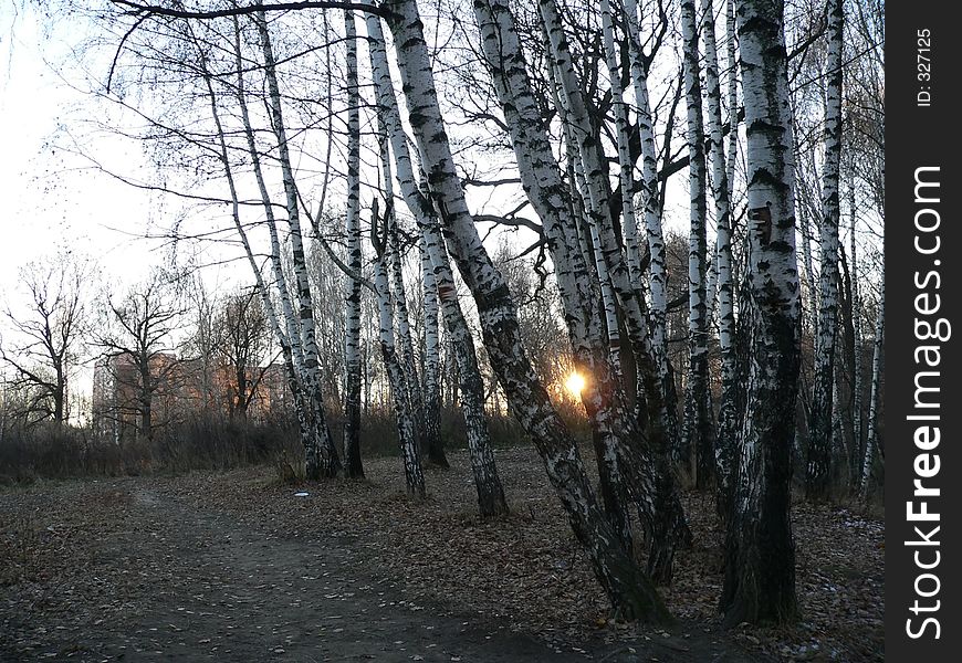 Birch grove in sunset. Birch grove in sunset