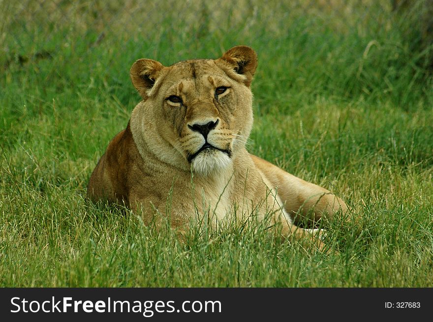 A lioness resting in grass