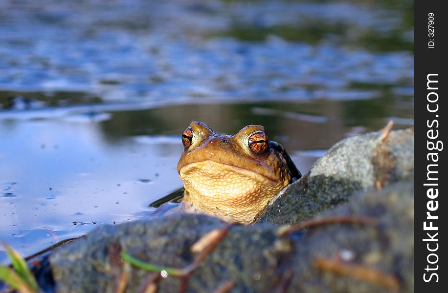The head of a frog in a pond. The head of a frog in a pond