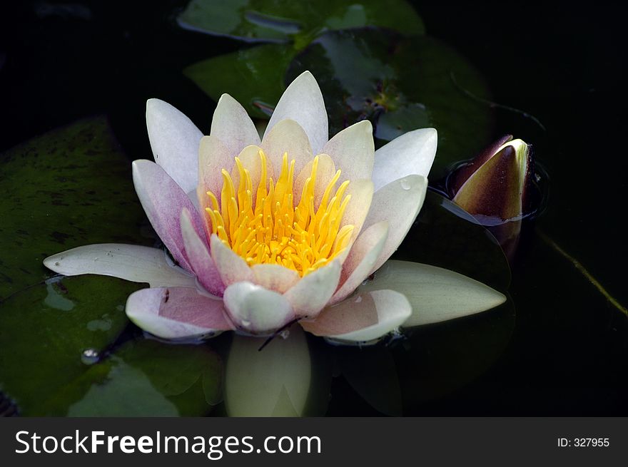 Purple and white water lily with a bud. Purple and white water lily with a bud.