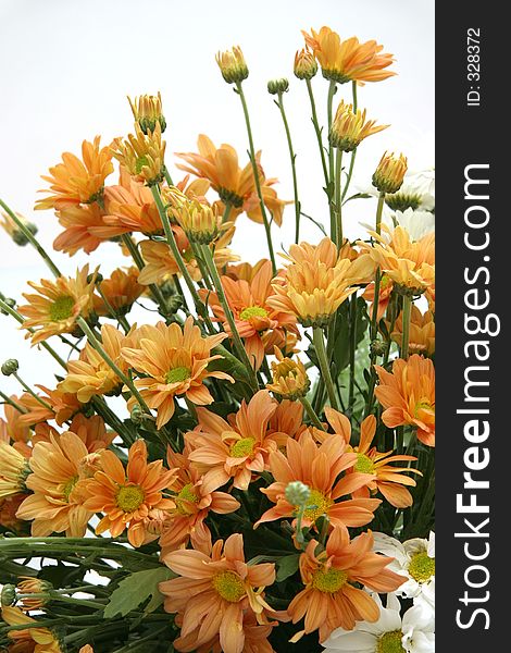 Bouquet of brown chrysanthemums. Bouquet of brown chrysanthemums