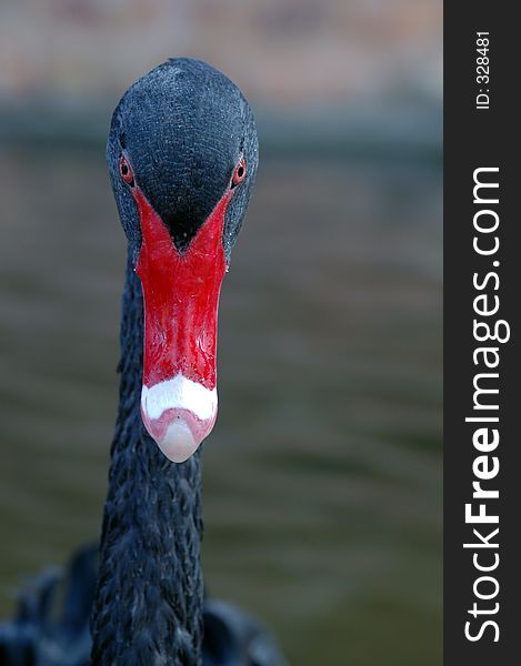 Black redbeak swan. Black redbeak swan