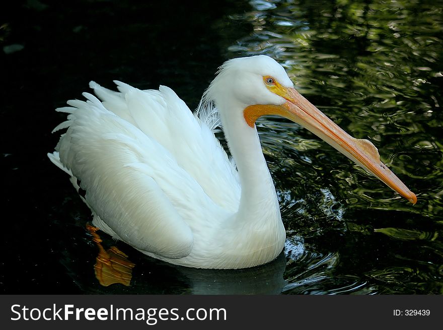 swinging Pelican close-up in beautiful day. swinging Pelican close-up in beautiful day