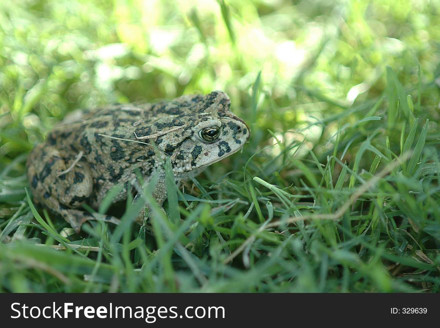 Frog in the grass. Frog in the grass