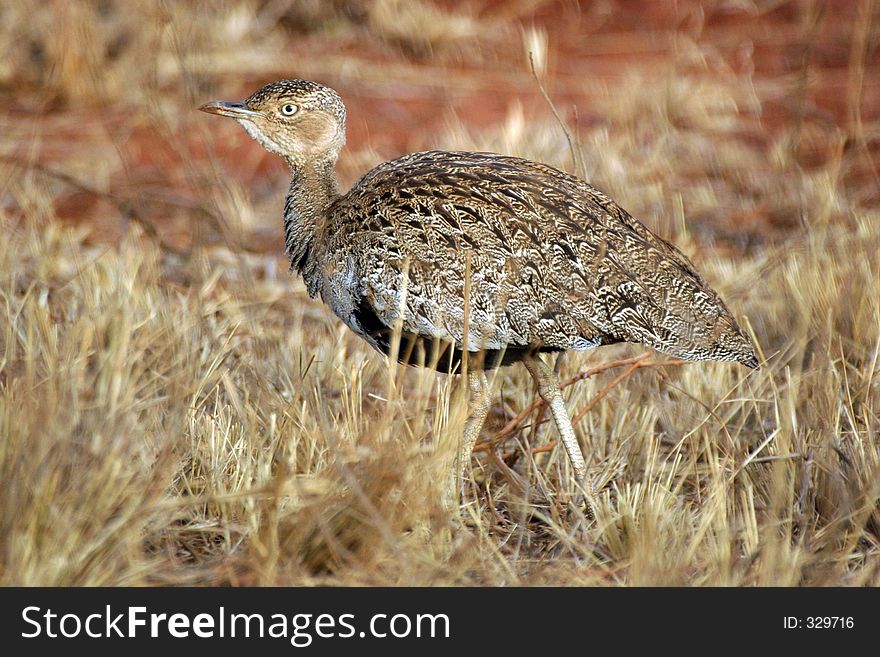 Buff-crested bustard female