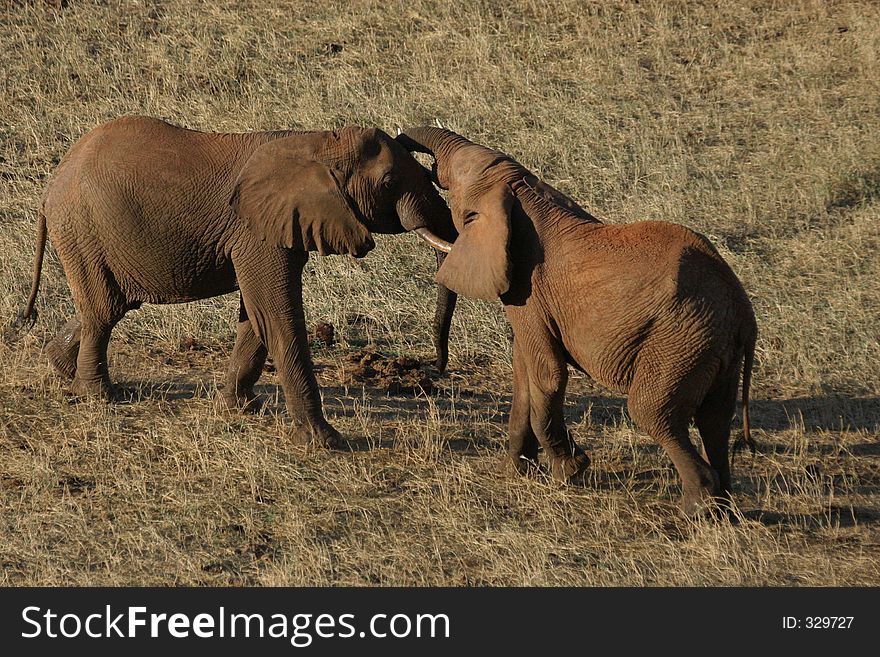 Two african elephants engaged in fight