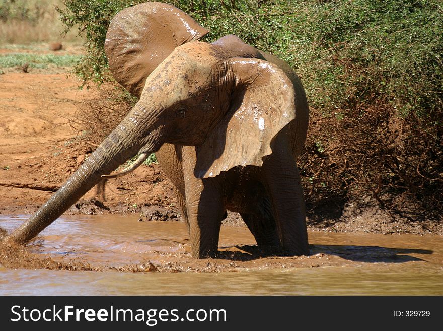 African elephant playing at water hole