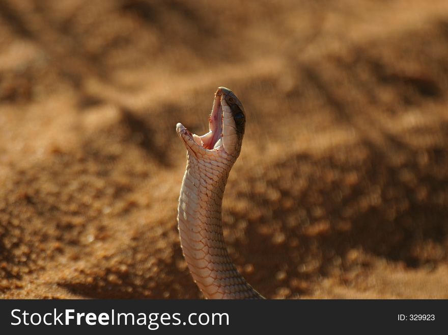 Closeup of snake with mouth open