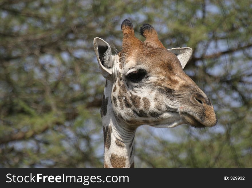 Portrait of giraffe