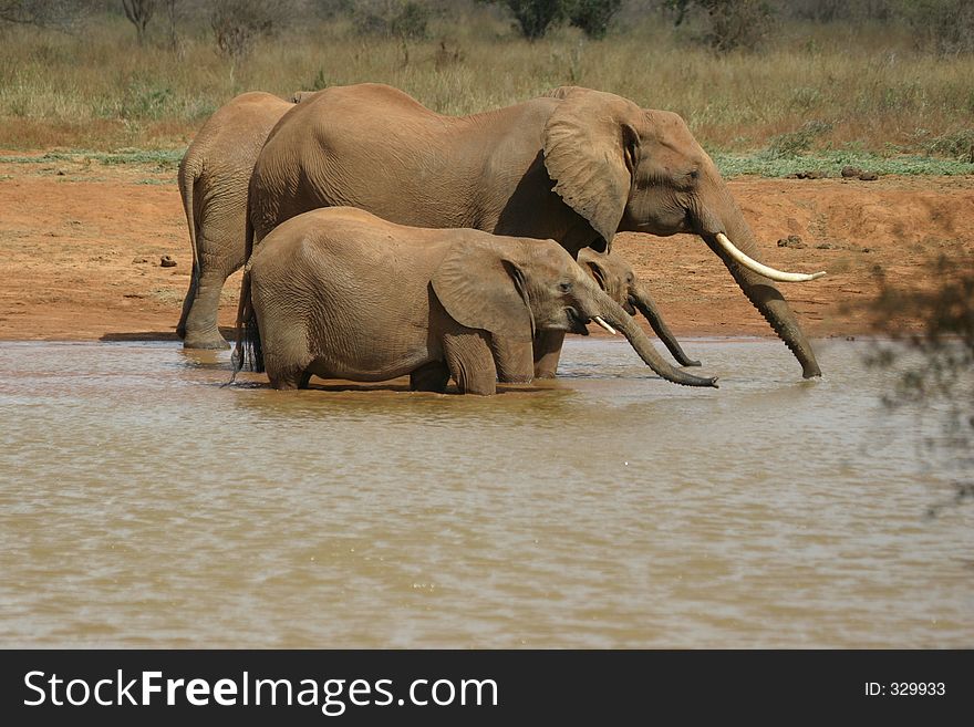 Mother and baby elephant drinking at a waterhole. Mother and baby elephant drinking at a waterhole