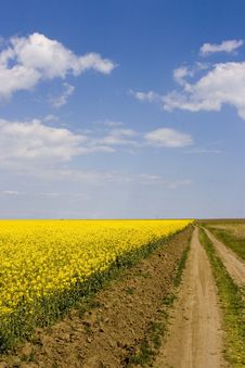Countryroad Through Canola Field Royalty Free Stock Images Countryroad Through Canola Field Royalty Free Stock Images