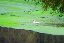 Egret Royalty Free Stock Photos Egret Royalty Free Stock Photos