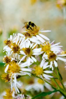 A Busy Humble-bee Royalty Free Stock Photography A Busy Humble-bee Royalty Free Stock Photography