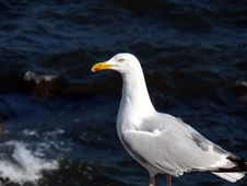 Seagull Royalty Free Stock Photography