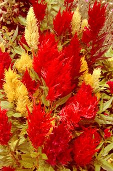 Red And Yellow Garden Royalty Free Stock Images Red And Yellow Garden Royalty Free Stock Images