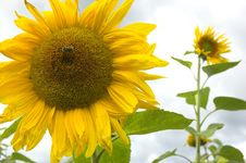 Sunflower Royalty Free Stock Images
