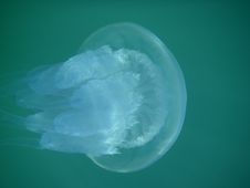 Sea Jellyfish Royalty Free Stock Images