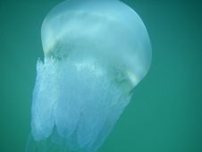 Sea Jellyfish Royalty Free Stock Image