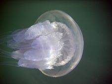 Sea Jellyfish Stock Photo