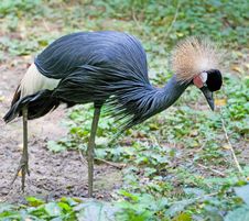 Black Crowned Crane 2 Royalty Free Stock Image Black Crowned Crane 2 Royalty Free Stock Image