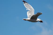 Sea Gull Flying With A Fish Royalty Free Stock Image