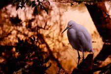 Snowy Egret Stock Images Snowy Egret Stock Images