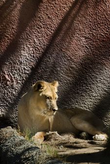 Female Lion Royalty Free Stock Photos