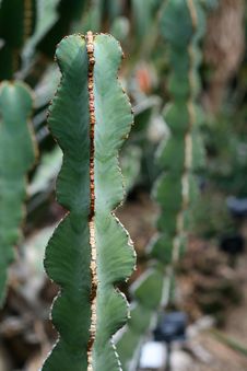 Green Cactus, Close-up Stock Images