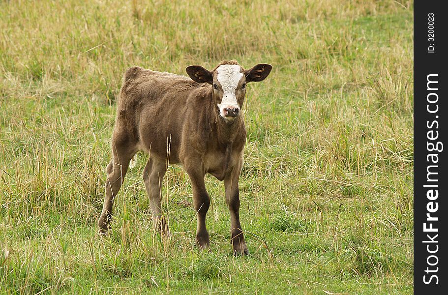 A small brown big eared calf standing in a grassy pasture. A small brown big eared calf standing in a grassy pasture.