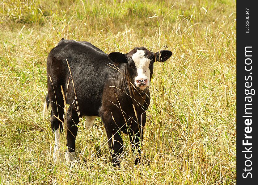 A black calf standing in the long grass at the edge of a meadow.