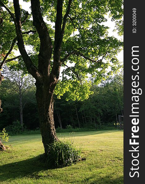 Large tree on the property of a home in the Berkshires.