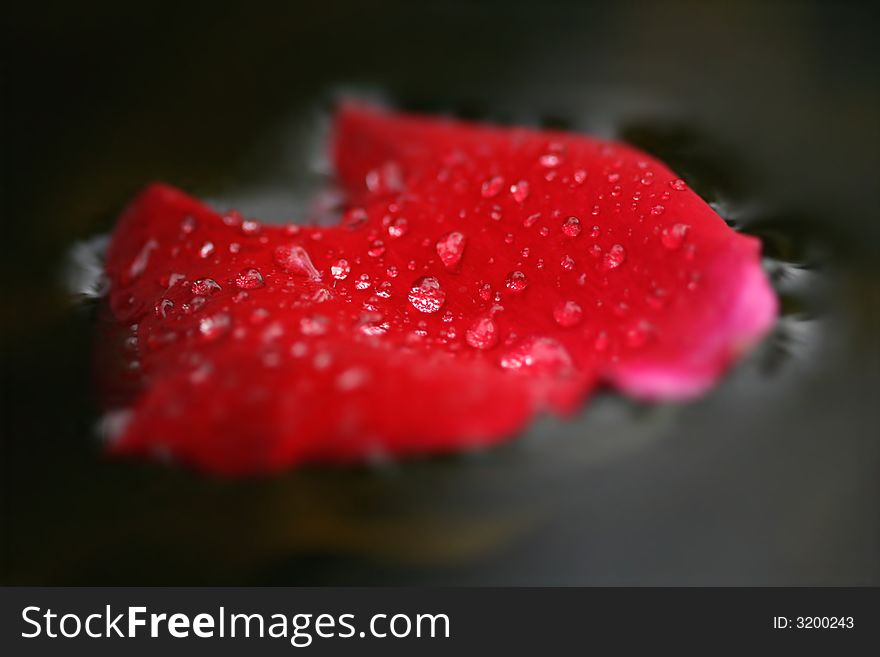 Drops on wet rose foliole on water. Drops on wet rose foliole on water